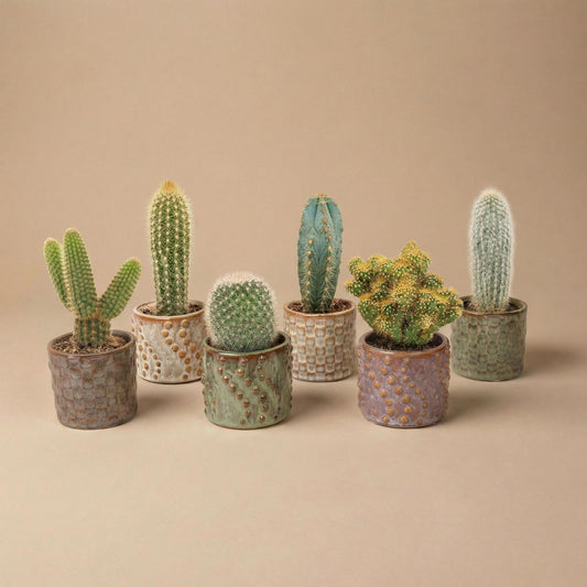 Cactus set van 6 met pot set Madrid