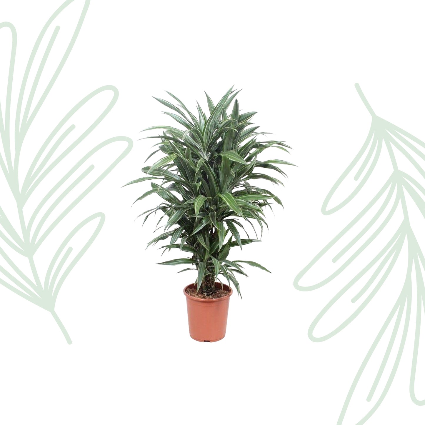 Dracaena Warneckei - 100 cm