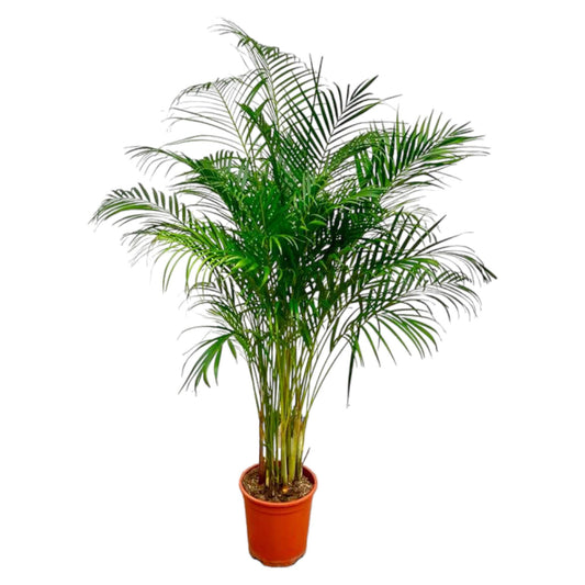 Dypsis Lutescens (Areca Palm) - 180 cm - Forest Plants