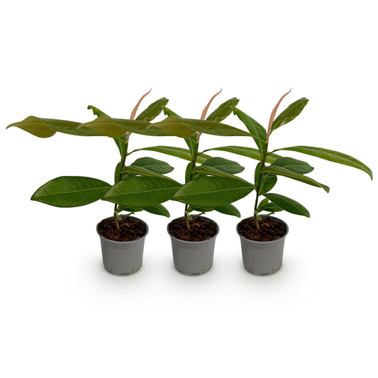 Tuinplant - Magnolia grandiflora - 3 Planten - Weinig Onderhoud