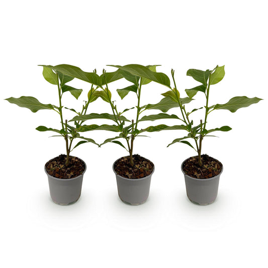 Tuinplant - Magnolia liliiflora Nigra - 3 Planten - Weinig Onderhoud
