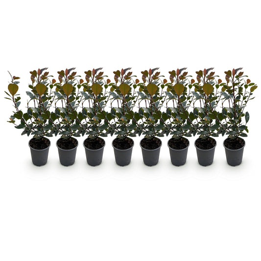 Photinia Little Red Robin - 8 Planten - 1 Strekkende Meter