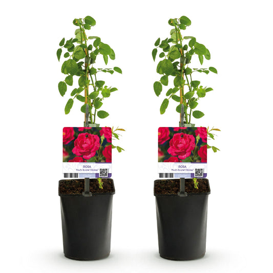 Klimroos - Rosa Paul Scarlet Climber - 2 planten