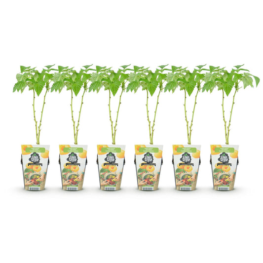 Framboos - Rubus idaeus Fallgold - Winterhard - 6 Planten