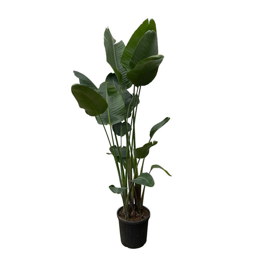 Strelitzia Nicolai XXL - 250 cm - Forest Plants