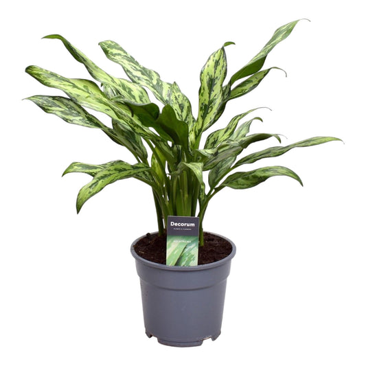 Aglaonema Juliette - 40 cm - Forestbloom