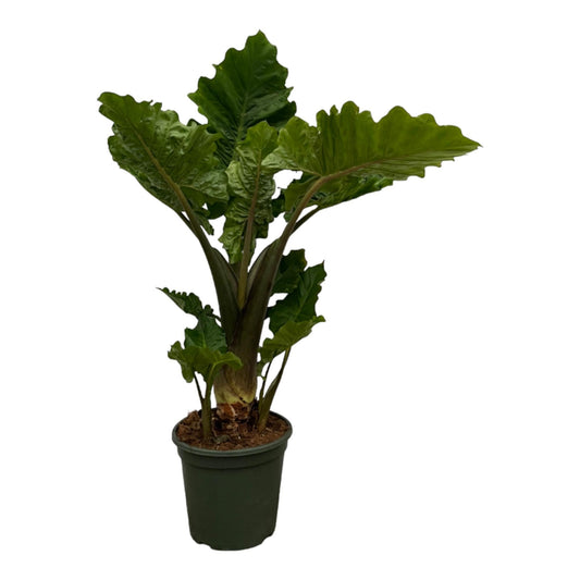 Alocasia Low Rider - 75 cm - Forestbloom