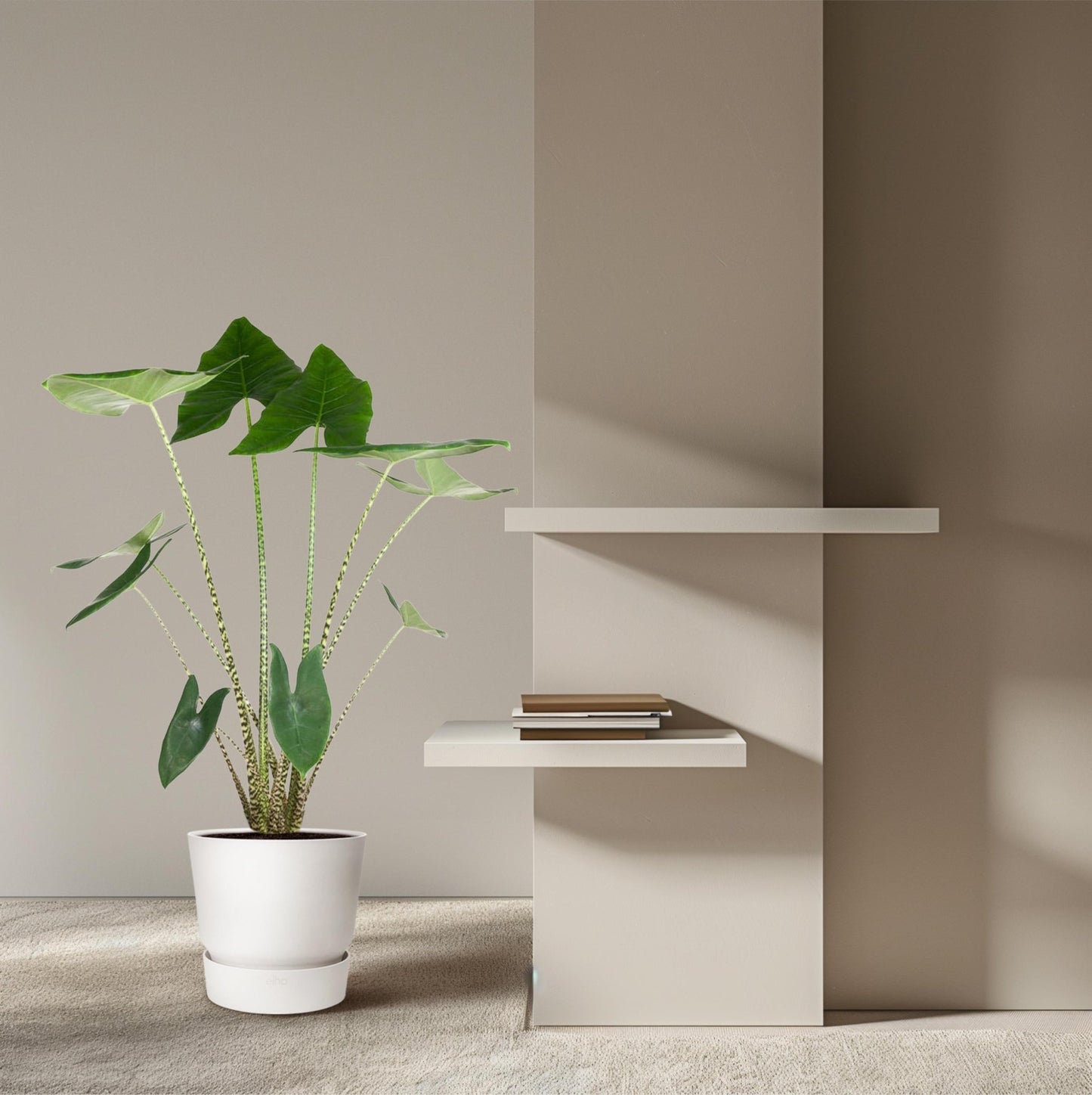 Alocasia Zebrina - 130 cm - Forestbloom