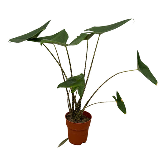 Alocasia Zebrina - 80 cm - Forestbloom