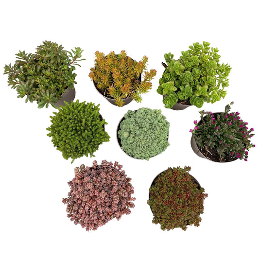 Alpine Mix - 8 Planten - Diversen Kleuren - Winterhard - Forestbloom