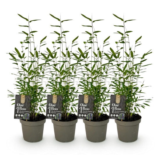 Bamboe - Fargesia Black Dragon - 4 Planten - Niet Woekerend - Forestbloom