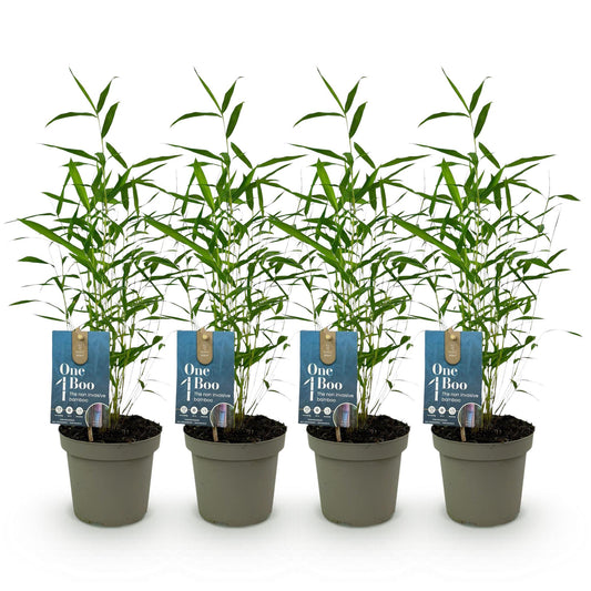 Bamboe - Fargesia Blue Dragon - 4 Planten - Niet Woekerend - Forestbloom