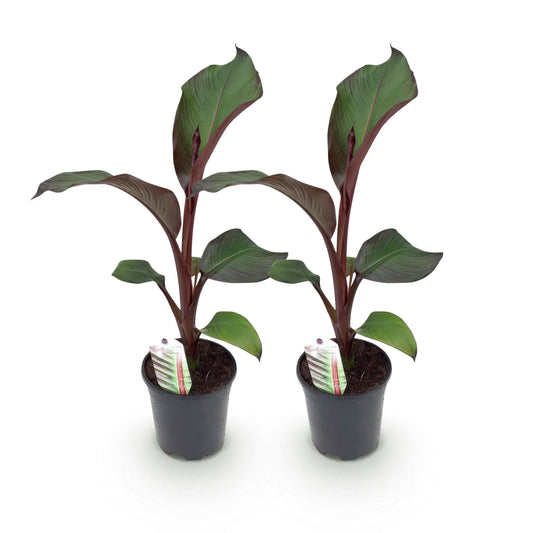 Bananen plant - Ensete ventricosum Maurelli - Winterhard - 2 planten - Forestbloom