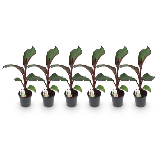 Bananen plant - Ensete ventricosum Maurelli - Winterhard - 6 planten - Forestbloom