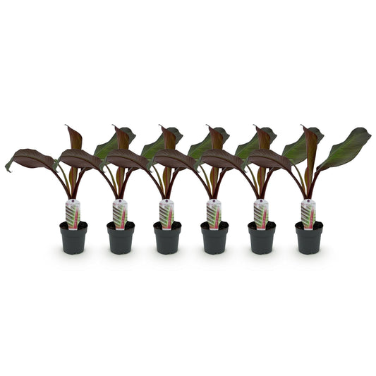 Bananen plant - Ensete ventricosum Maurelli - Winterhard - 6 planten - Forestbloom