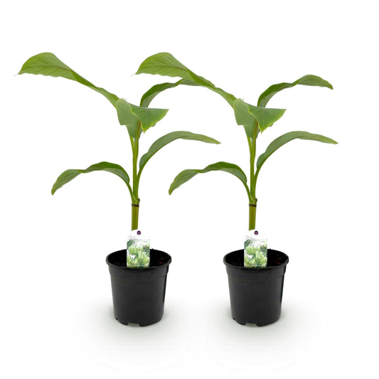 Bananen plant - Musa Basjoo - Winterhard - 2 planten - Forestbloom