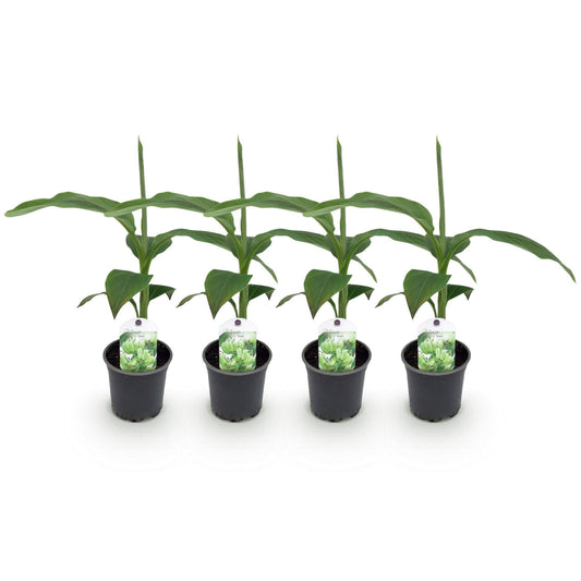 Bananen plant - Musa Basjoo - Winterhard - 4 planten - Forestbloom