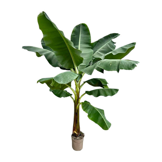 Bananenplant (Musa) - 250 cm - Forestbloom