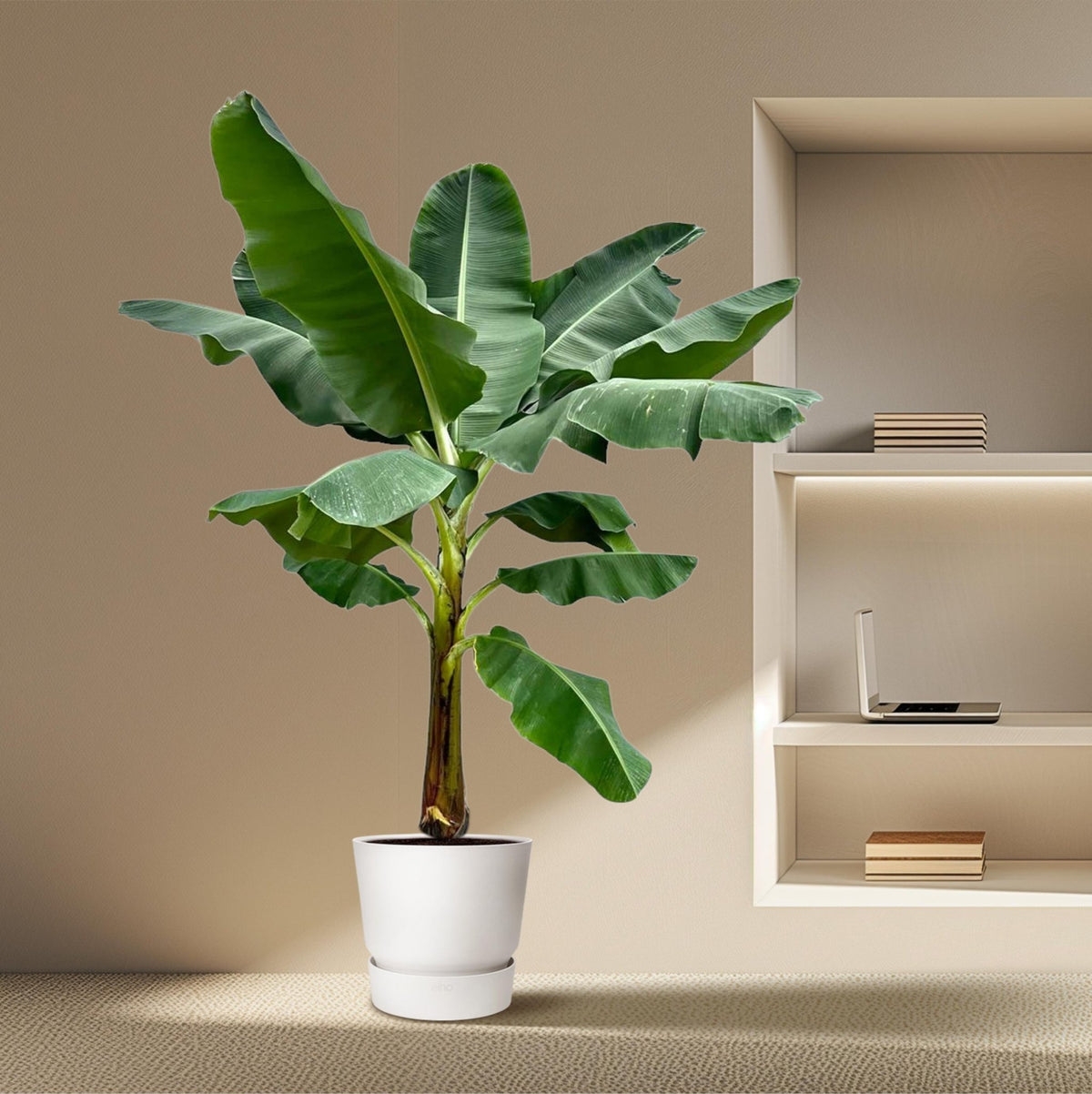 Bananenplant (Musa) - 250 cm - Forestbloom