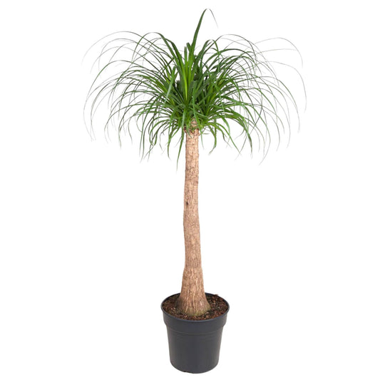 Beaucarnea stam - 120 cm - Forestbloom