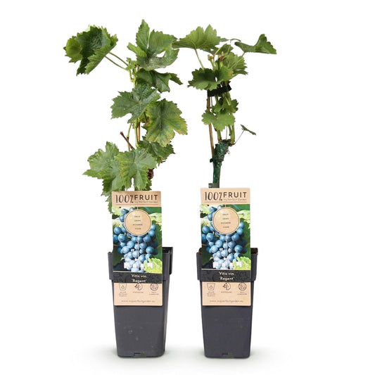 Blauwe Druif - Vitis vinifera Regent - 2 planten - Forestbloom