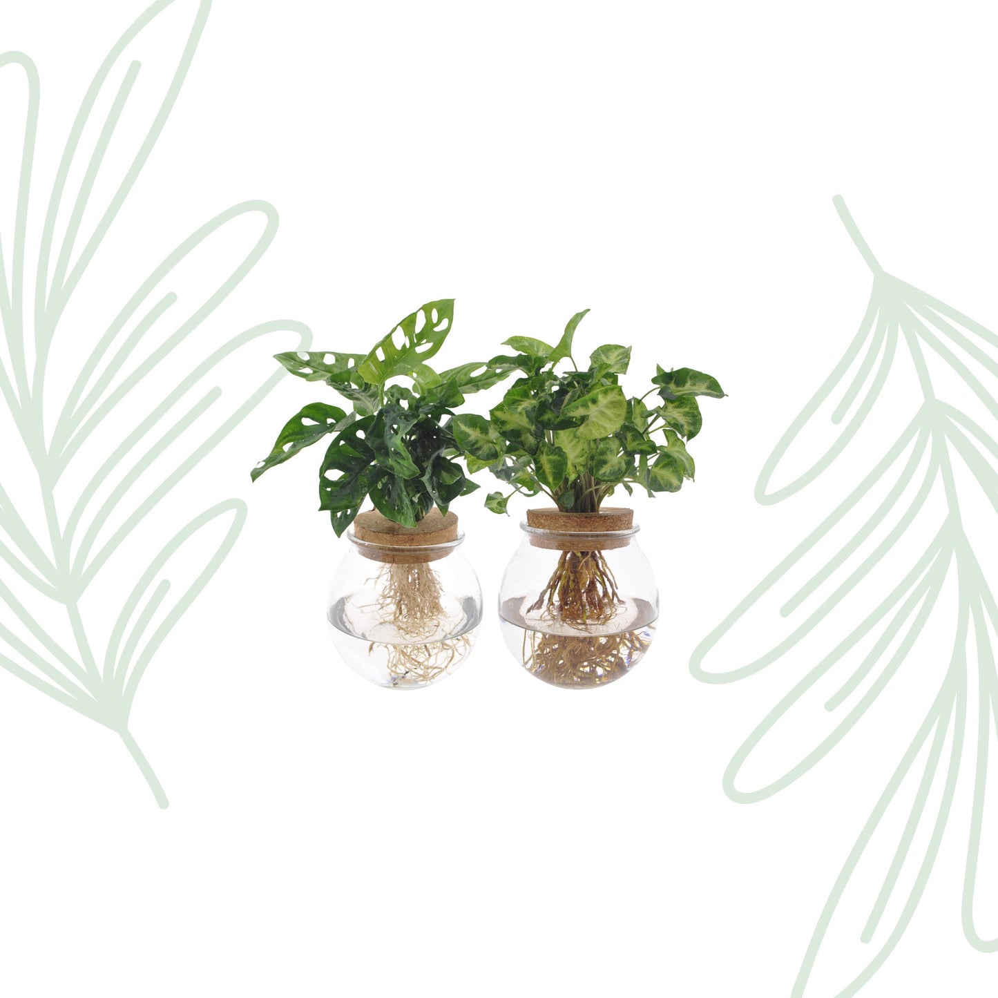 Bolglas Duo Monstera Adansonii/Syngonium Green - 2 stuks - Forestbloom