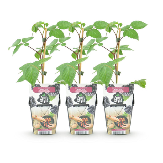Braam - Rubus Black Satin - Winterhard - 3 Planten - Forestbloom