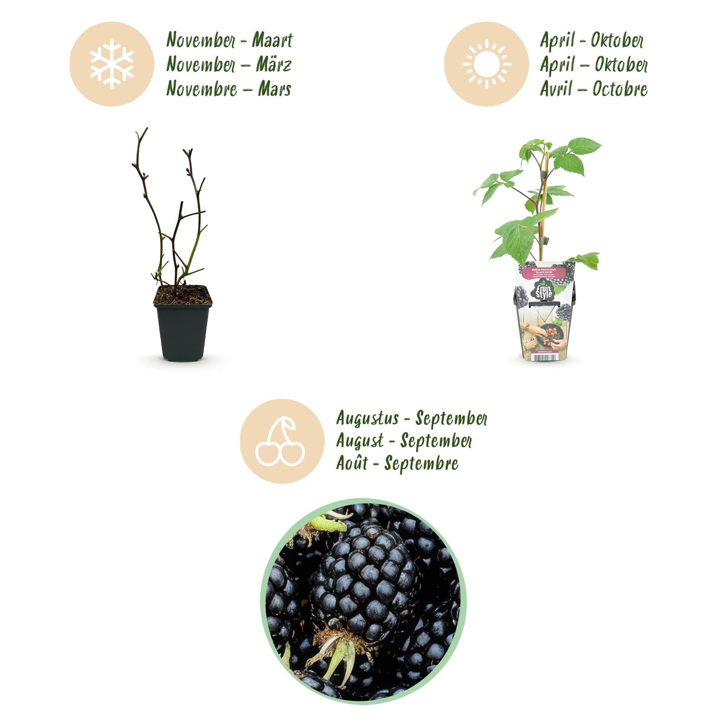 Braam - Rubus Black Satin - Winterhard - 6 Planten - Forestbloom
