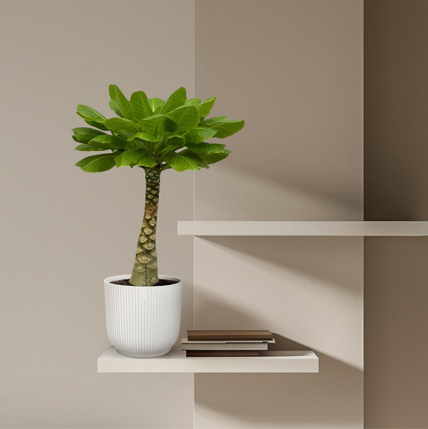 Brighamia Insignis - 25 cm - Forestbloom