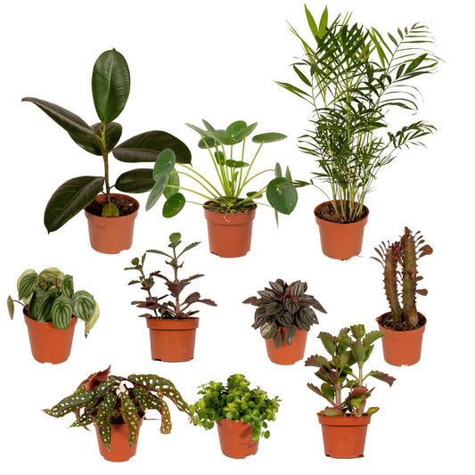 Buitenbeentjesbox set van 10 - Forestbloom