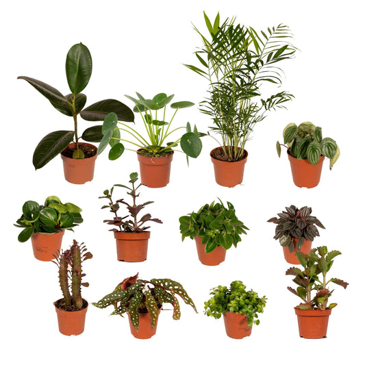 Buitenbeentjesbox set van 12 - Forestbloom