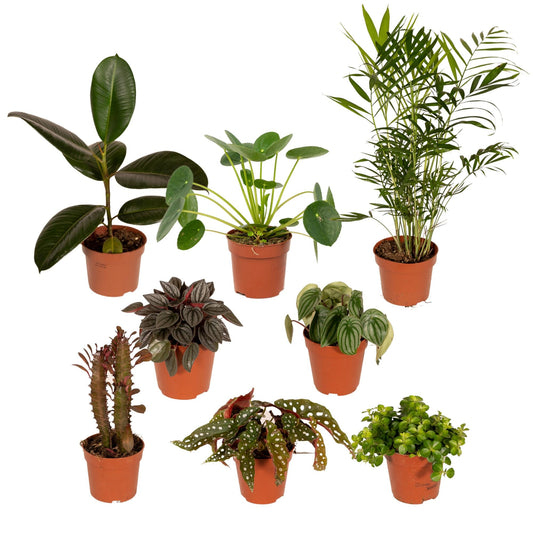 Buitenbeentjesbox set van 8 - Forestbloom