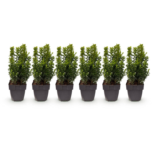 Buxus sempervirens - 6 planten - 1 strekkende meter - Forestbloom