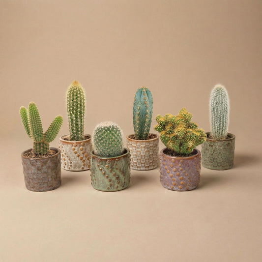 Cactus set van 6 met pot set Madrid - Forestbloom
