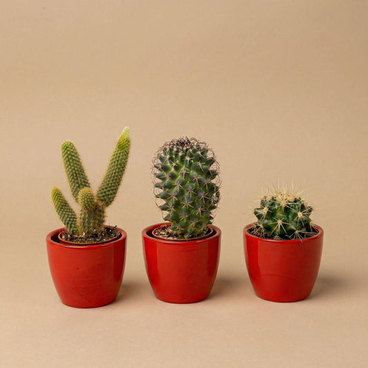 Cactussen set van 3 met rode mini pot - Forestbloom