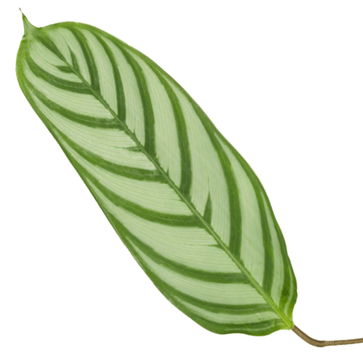 Calathea Compactstar - 90 cm - Forestbloom