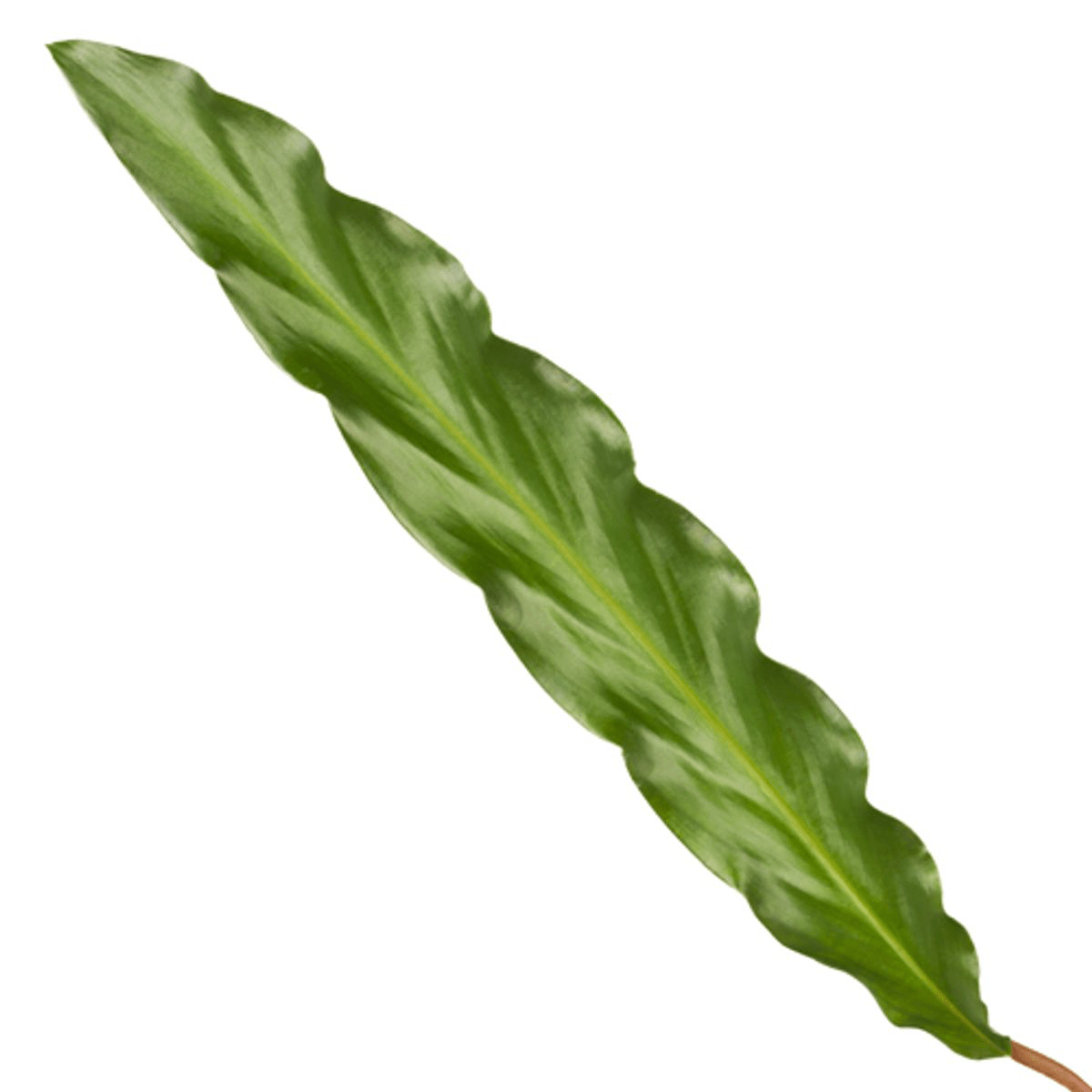 Calathea Elgergrass - 35 cm - Forestbloom