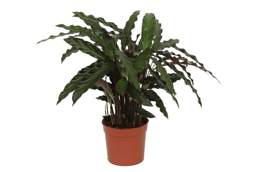 Calathea Elgergrass - 35 cm - Forestbloom