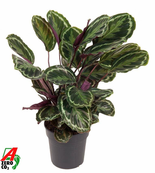 Calathea Medallion - 80 cm - Forestbloom