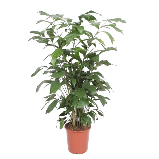 Caryota Mitis - 140 cm - Forestbloom