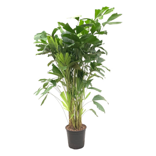 Caryota Mitis - 160 cm - Forestbloom