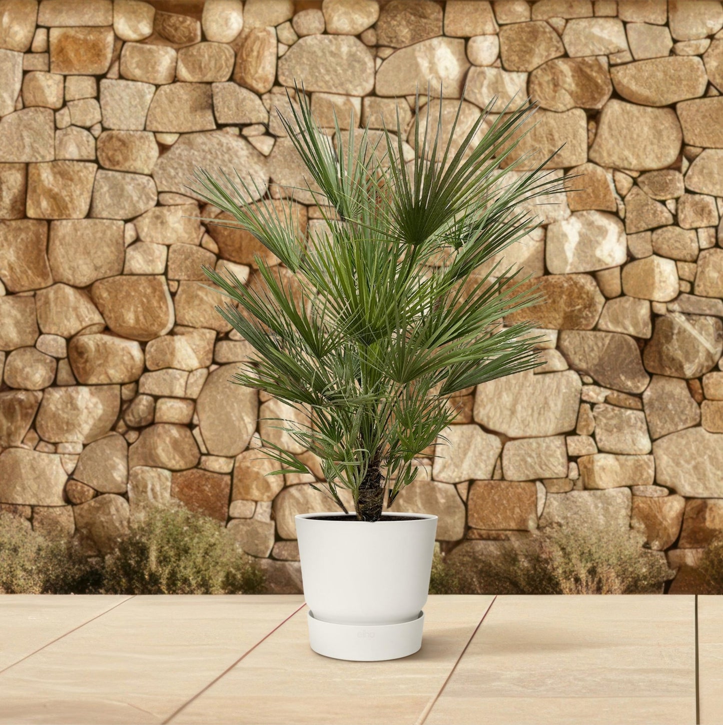 Chamaerops Humilis - 150 cm - Forestbloom