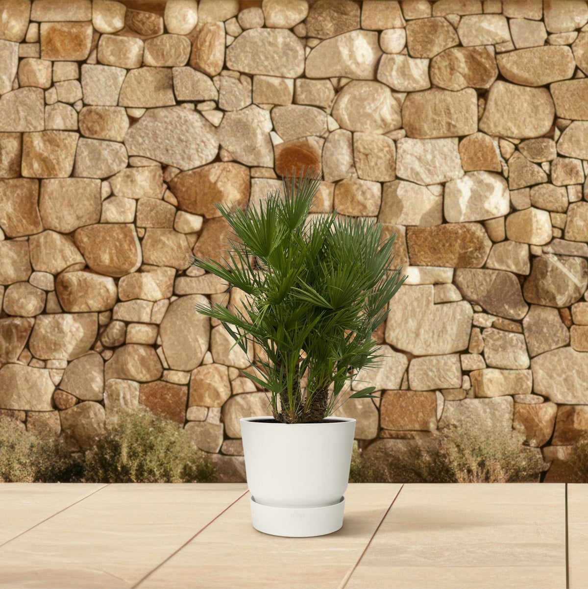 Chamaerops Humilis multi stam - 160-180 cm - Forestbloom