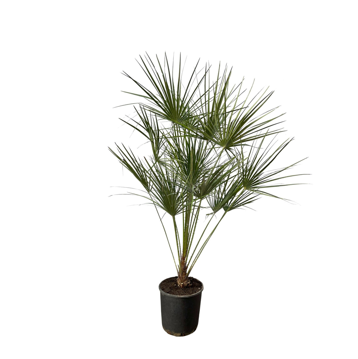 Chamaerops Humilis op stam - 160 cm - Forestbloom