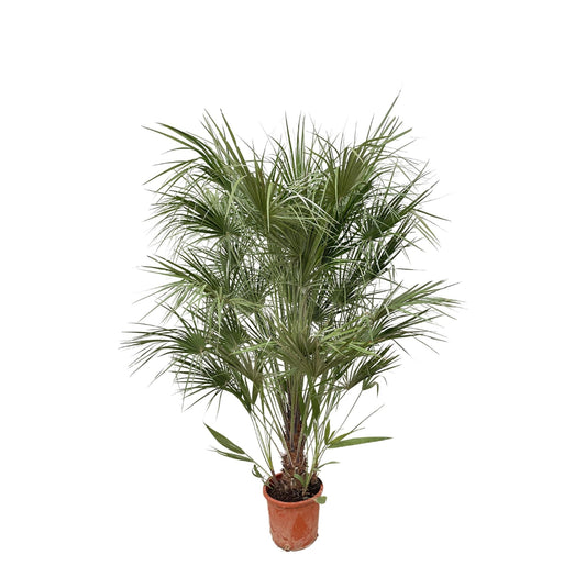 Chamaerops Humilis struik - 170 cm - Forestbloom
