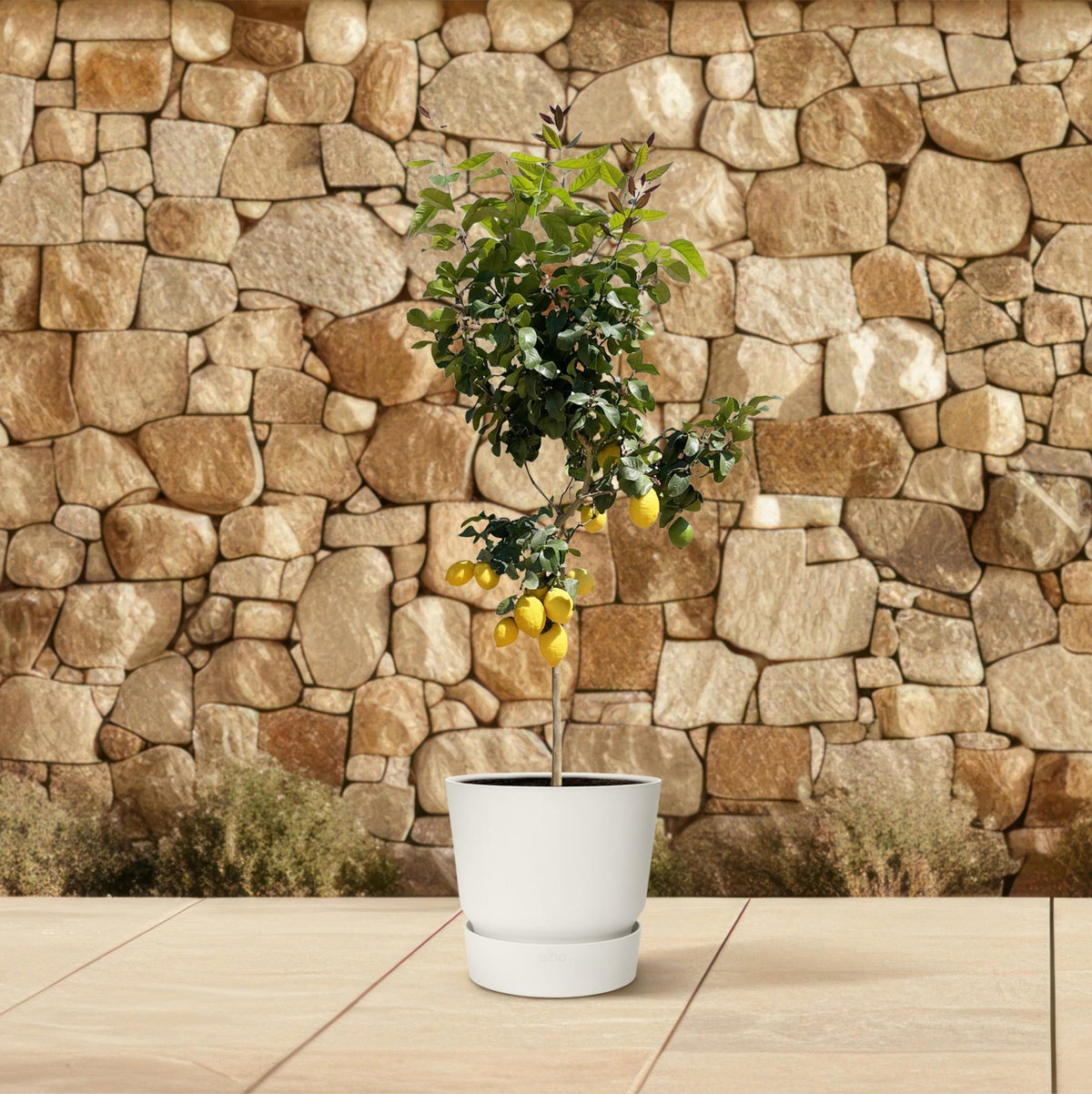 Citroenboom - 150 cm - Forestbloom