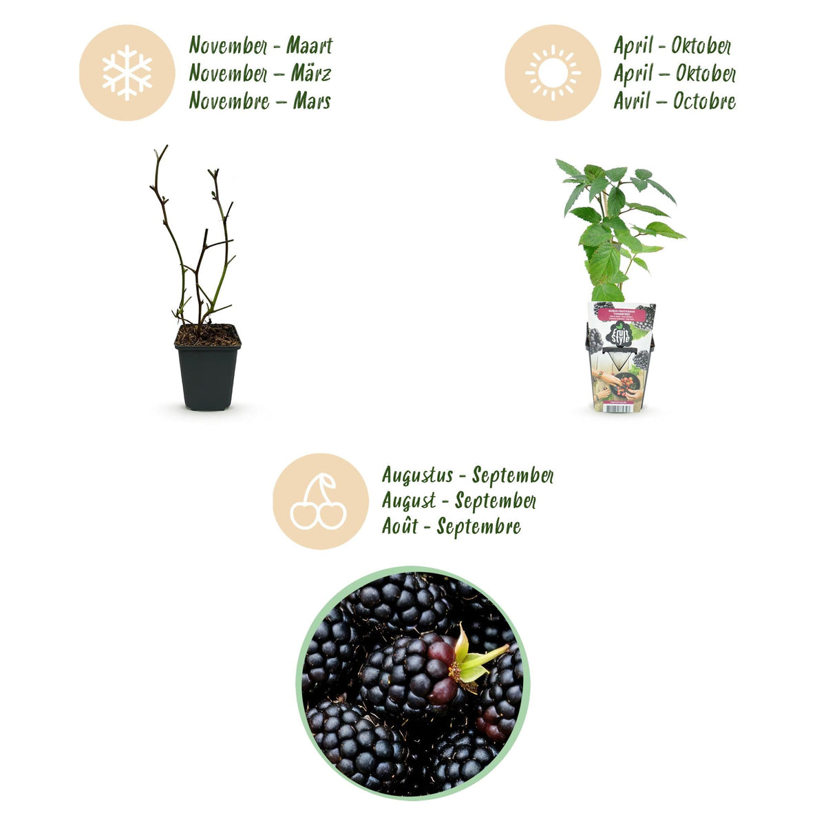 Doornloze Braam - Rubus Thornfree - Winterhard - 6 Planten - Forestbloom