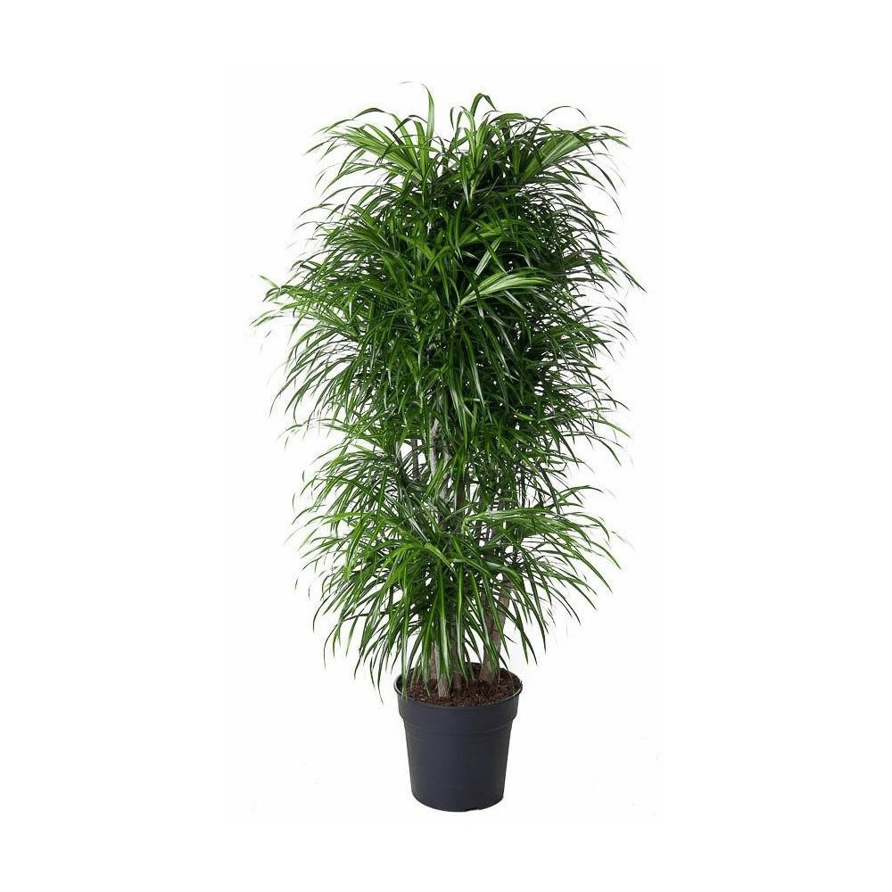 Dracaena Anita vertakt - 160 cm - Forestbloom