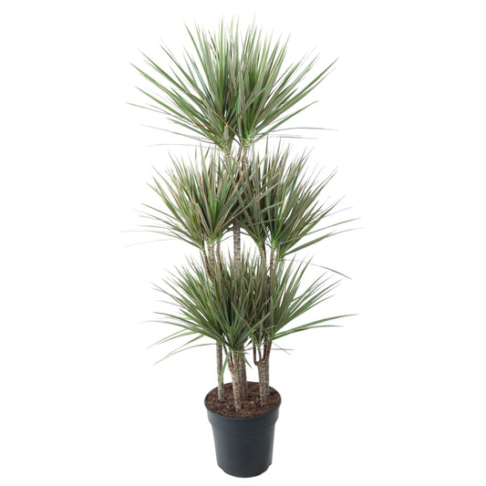 Dracaena Bicolor Carrousel - 150 cm - Forestbloom