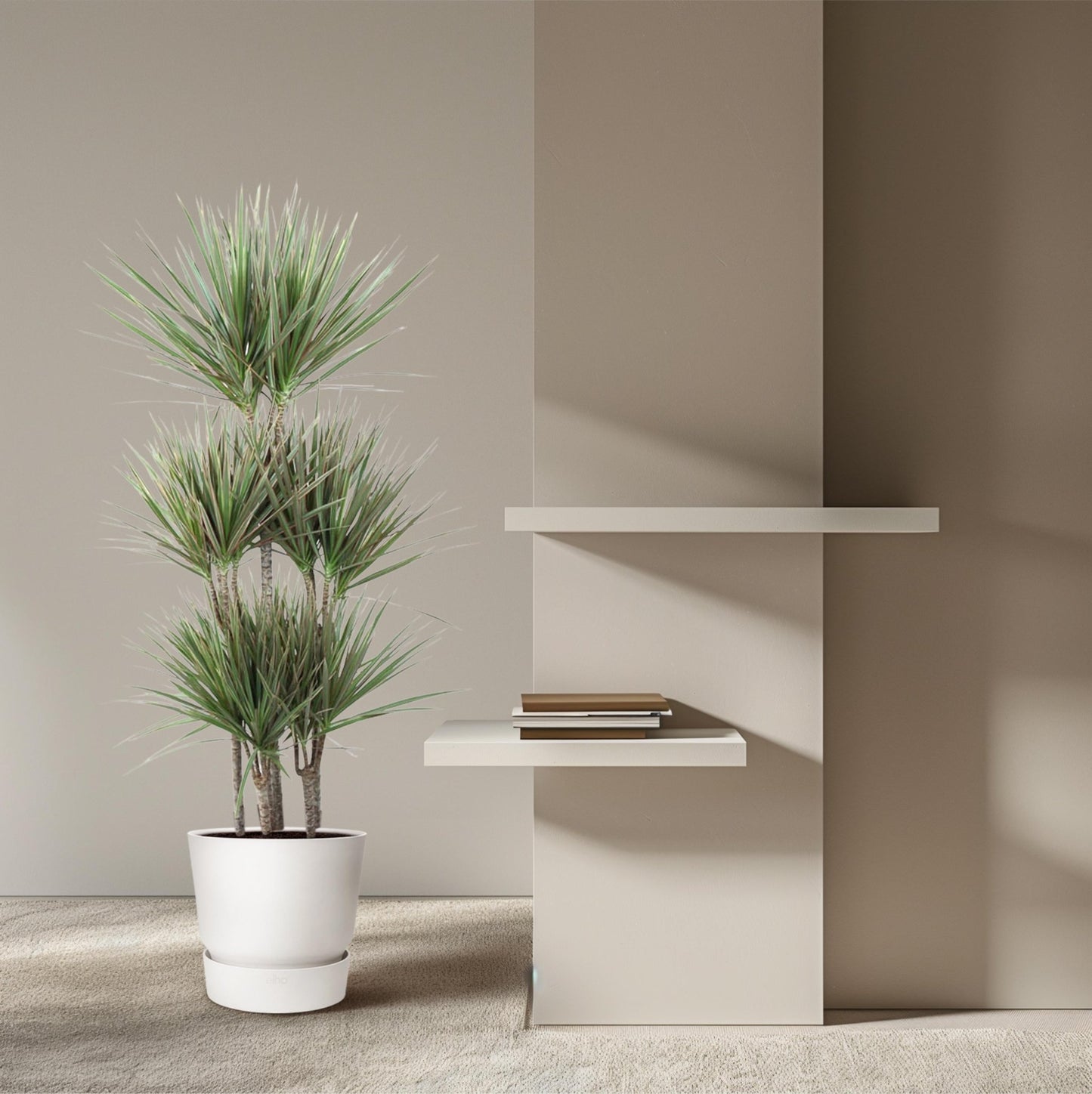 Dracaena Bicolor Carrousel - 150 cm - Forestbloom